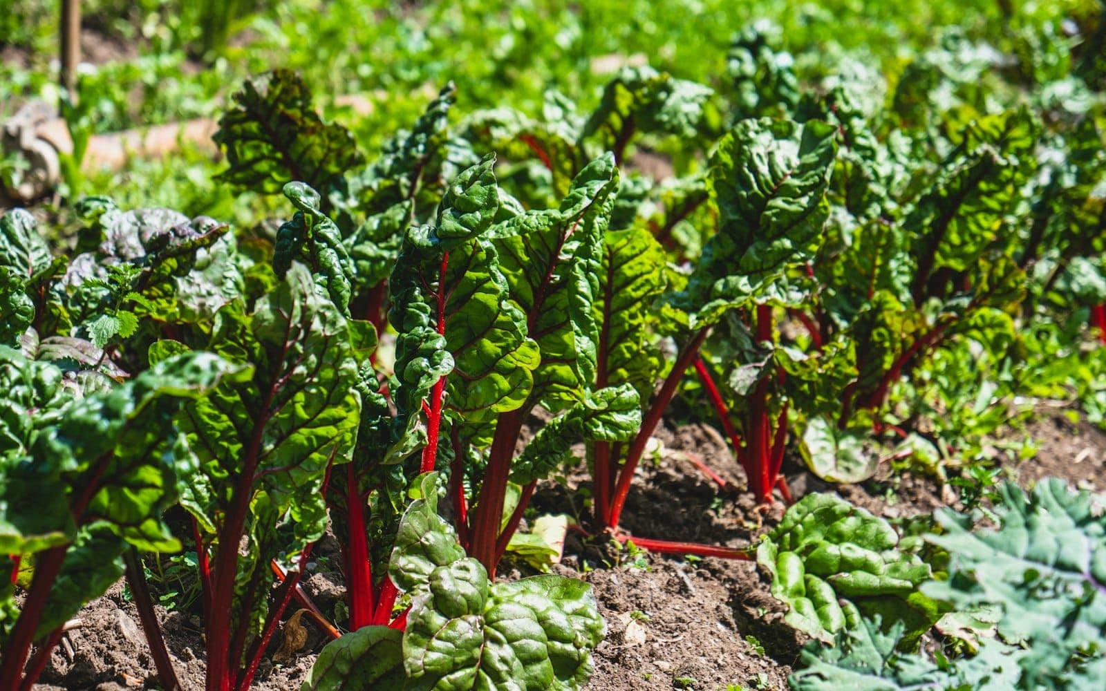 Rows of fresh leafy greens growing in a sunlit island garden