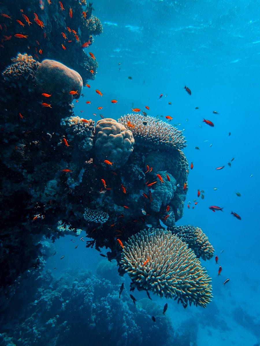 Reef snorkel: Addu’s year-round mantas